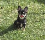 Chihuahua reutje, Dieren en Toebehoren, Honden | Chihuahua's en Gezelschapshonden, Fokker | Hobbymatig, 15 weken tot 1 jaar, Reu