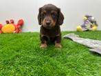 Nestje Dwergteckel pups, België, CDV (hondenziekte), 8 tot 15 weken, Teef