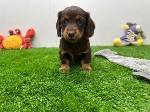Nestje Dwergteckel pups, Dieren en Toebehoren, Honden | Teckels en Dashonden, Teef, Langhaar, Dwerg, Fokker | Professioneel, Meerdere