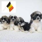 Lhasa Apso pups te koop (belgisch), CDV (hondenziekte), Meerdere, 8 tot 15 weken, Meerdere dieren