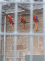 Turquoisines, Meerdere dieren, Parkiet, Geringd