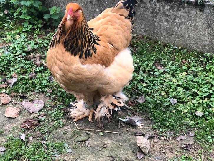 Brahma GH hennen, Dieren en Toebehoren, Pluimvee, Kip, Vrouwelijk
