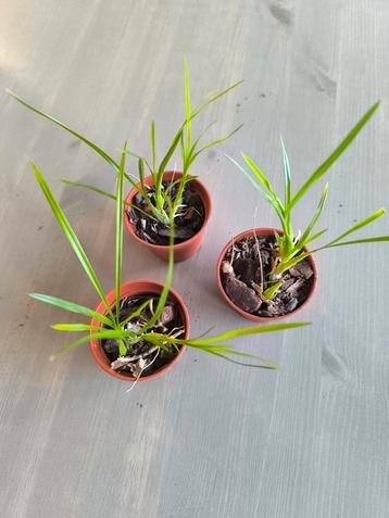 Stigmatostalix radicans Botanische orchidee  beschikbaar voor biedingen