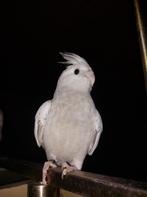 Handtame & zeer lieve valkparkiet te koop ( popje 13 weken), Dieren en Toebehoren, Vogels | Parkieten en Papegaaien, Vrouwelijk