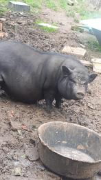 Zeug gratis, Dieren en Toebehoren, Schapen, Geiten en Varkens, Vrouwelijk, Varken, 0 tot 2 jaar