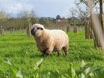 Hamshire down ram, Animaux & Accessoires, Moutons, Chèvres & Cochons