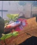 Mooie baby bettas, Dieren en Toebehoren, Vis, Zoetwatervis