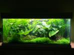 Plante aquarium tropical, Animaux & Accessoires, Poissons | Aquariums & Accessoires, Enlèvement, Utilisé, Plante(s), Pierre ou Bois