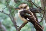 Kookaburra, Vrouwelijk, Roofvogel, Geringd