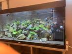 Zoetwater aquarium, Dieren en Toebehoren, Vissen | Aquaria en Toebehoren, Ophalen, Gebruikt, Verlichting of Verwarming