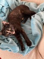 Poesje, Elektronische apparatuur, Vriezers en Diepvrieskisten, Ophalen