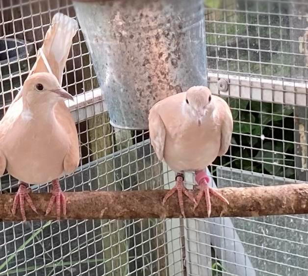 Lachduiven  of tortel duiven, Dieren en Toebehoren, Vogels | Parkieten en Papegaaien, Tam