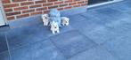 Maltezer pup, Dieren en Toebehoren, Honden | Chihuahua's en Gezelschapshonden, België, Maltezer, CDV (hondenziekte), 8 tot 15 weken