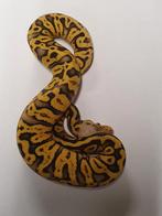 Ball python ghi super pastel yellowbelly het clown, Dieren en Toebehoren, Reptielen en Amfibieën