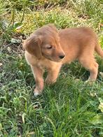 Mooi nestje golden retrievers van de werklijn, Dieren en Toebehoren, Honden | Retrievers, Spaniëls en Waterhonden, Golden retriever