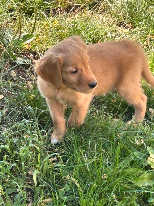 Mooi nestje golden retrievers van de werklijn, Dieren en Toebehoren, Honden | Retrievers, Spaniëls en Waterhonden, Teef, Golden retriever