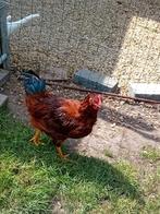 Jonge haan te koop 4 maanden, Dieren en Toebehoren