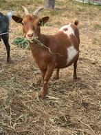Caramel/Camel dwerggeit, Dieren en Toebehoren, Vrouwelijk, Geit, 0 tot 2 jaar