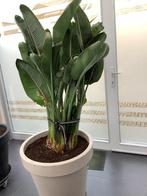 Paradijsvogelplant of strelitzia, Tuin en Terras, Ophalen, Winter