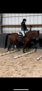 Paard te koop, Gechipt, Ruin, 160 tot 165 cm, 11 jaar of ouder