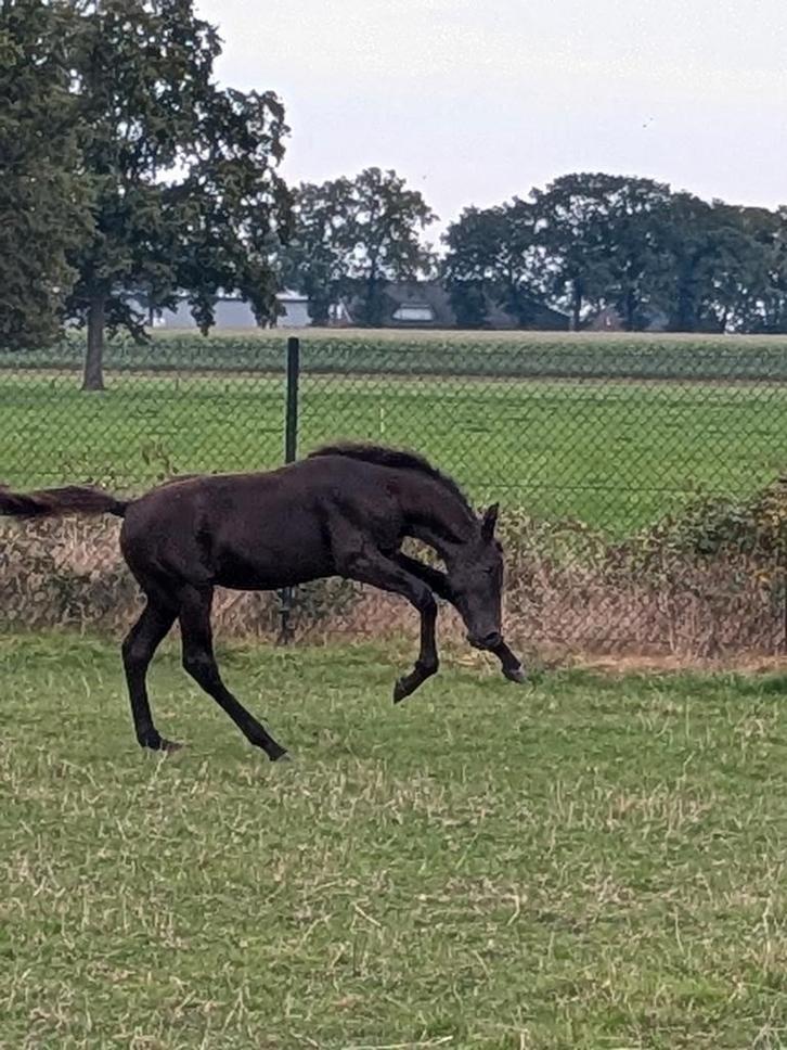 Anderhalf jarige zwarte hengst, Dieren en Toebehoren, Paarden, Hengst, Onbeleerd, 170 tot 175 cm, 0 tot 2 jaar, Springpaard, Met stamboom
