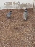 Kwartels, Dieren en Toebehoren, Pluimvee