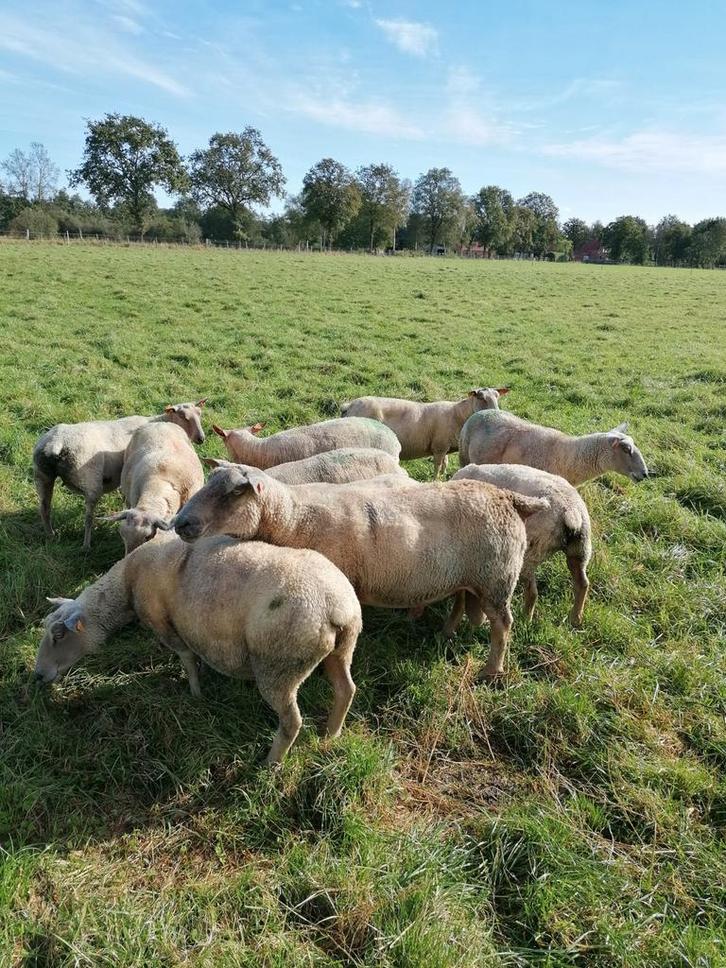 Volwassen charollais ram, Dieren en Toebehoren, Schapen, Geiten en Varkens, Schaap, Mannelijk, 6 jaar of ouder