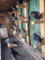 Super Takla, Dieren en Toebehoren