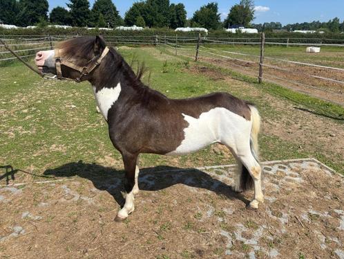 Nmprs hengst, blikvanger!, Dieren en Toebehoren, Pony's, Hengst, Onbeleerd, 3 tot 6 jaar, Met stamboom, Gechipt, Ontwormd, Ingeënt
