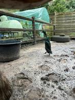 Gratis loopeend, Dieren en Toebehoren, Pluimvee
