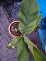 Musa Basjoo (Japanse Vezelbanaan), Ophalen