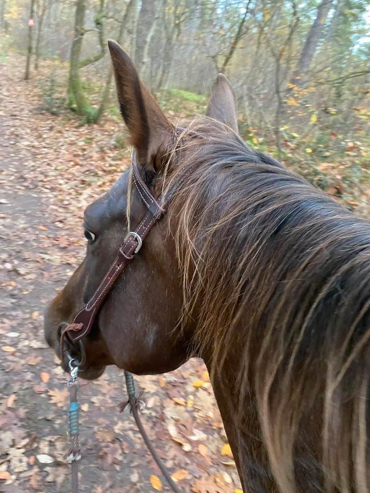 Halve stal gezocht (NIET TE KOOP), Dieren en Toebehoren, Paarden, Ruin, Zadelmak, Minder dan 160 cm, 3 tot 6 jaar, Westernpaard