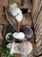 Rex Widder konijntjes_week 5, Dieren en Toebehoren, Konijnen, Meerdere dieren, Klein, Hangoor, 0 tot 2 jaar