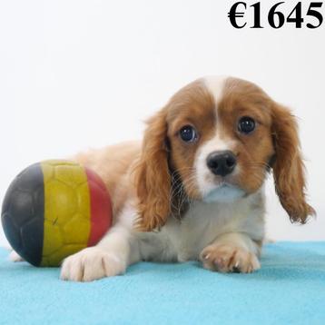 Cavalier King Charles - chiots Belges à vendre disponible aux enchères