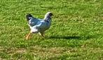 Sussex haantje, Dieren en Toebehoren, Pluimvee, Mannelijk, Kip