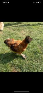 Zijdehoen haan, Dieren en Toebehoren, Pluimvee, Mannelijk, Kip