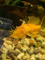 Een mannetje Ancitrus Geel is klaar om te verhuizen, Dieren en Toebehoren, Vissen | Aquariumvissen, Vis, Zoetwatervis