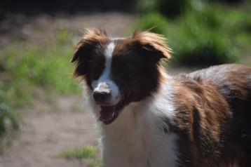 Border collie teef, 9 jaar beschikbaar voor biedingen