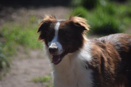 Border collie teef, 9 jaar, Dieren en Toebehoren, Honden | Herdershonden en Veedrijvers, Teef, Collie, Fokker | Professioneel