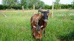 Soay lammetjes, Meerdere dieren, Schaap, 0 tot 2 jaar