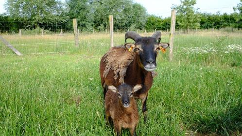 Soay lammetjes, Dieren en Toebehoren, Schapen, Geiten en Varkens, Schaap, Meerdere dieren, 0 tot 2 jaar