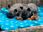 Cairn Terrier pups, Dieren en Toebehoren, Honden | Jack Russells en Terriërs, België, Overige rassen, CDV (hondenziekte), 8 tot 15 weken