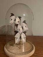 3 tropische vlinders in een stolp, Verzamelen, Ophalen, Nieuw