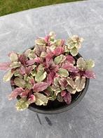 Ajuga Burgundy Glow, Ophalen, Halfschaduw