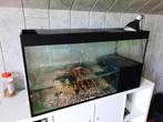 aquarium of terrarium, Dieren en Toebehoren, Vissen | Aquaria en Toebehoren, Ophalen, Gebruikt, Leeg aquarium