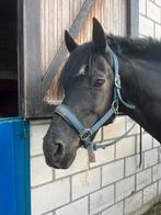 dringend sprinpaard gezocht!, Dieren en Toebehoren, Paarden, Merrie, Springpaard