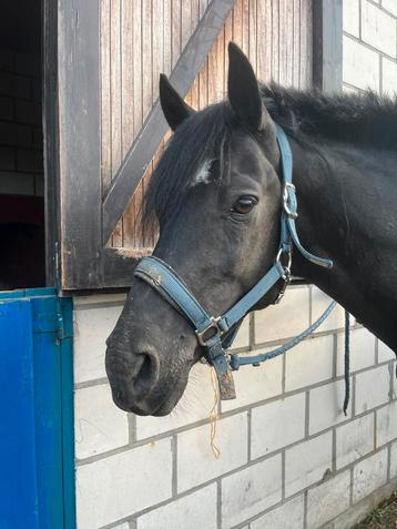 Je cherche de toute urgence un cheval sauteur !, Jument, Cheval de saut