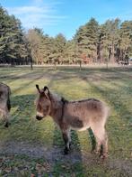 Te koop ezel merie, Septembre, Femelle