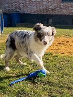 Border collie teefje, Dieren en Toebehoren, Honden | Herdershonden en Veedrijvers, België, 15 weken tot 1 jaar, CDV (hondenziekte)