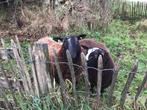 Schapen, Dieren en Toebehoren, Schapen, Geiten en Varkens, Meerdere dieren, Schaap, 0 tot 2 jaar